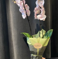 orchidee Kommunen